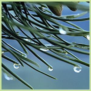 Essential Oils (O-P) Essential Oils (O-P)