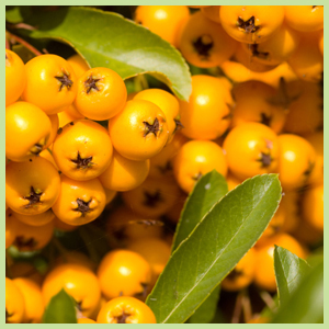 Essential Oils (S-U)