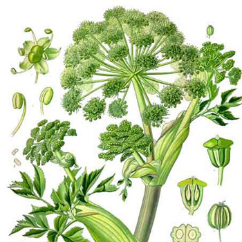 Angelica - Angelica archangelica Angelica - Angelica archangelica