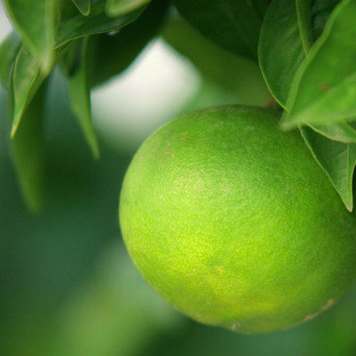 Bergamot - Ctirus aurantium var. bergamia Bergamot - Ctirus aurantium var. bergamia