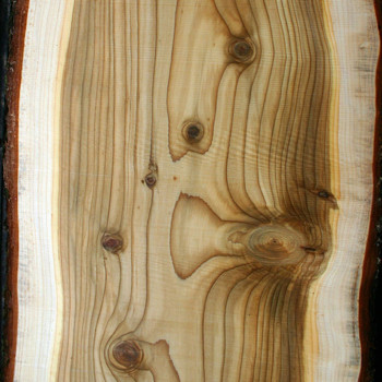 Cedarwood, Texas - Juniperus mexicana
