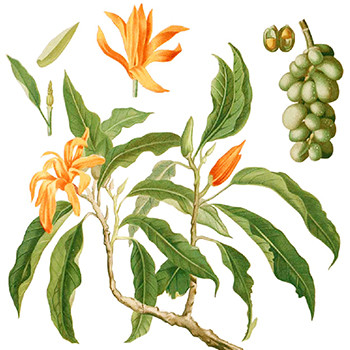 Champaca - Michelia champaca Champaca - Michelia champaca