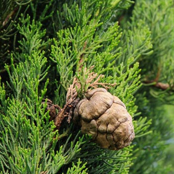 Cypress Leaf - Cupressus sempervirens Cypress Leaf - Cupressus sempervirens