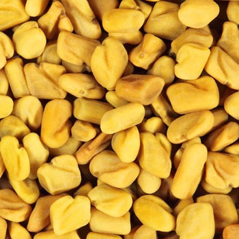 Fenugreek - Trigonella foenumgraecum