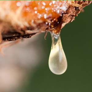 Frankincense - Boswellia frereana Frankincense - Boswellia frereana