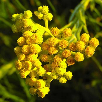 Immortelle - Helichrysum italicum Immortelle - Helichrysum italicum