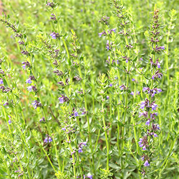 Hyssop - Hyssopus officinalis var. decumbens Hyssop - Hyssopus officinalis var. decumbens