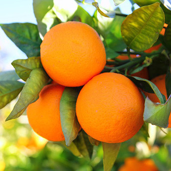 Orange - Citrus sinensis Orange - Citrus sinensis