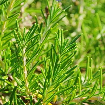 Rosemary - Rosmarinus officinalis Rosemary - Rosmarinus officinalis