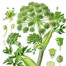 Angelica - Angelica archangelica