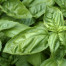 Basil - Ocimum basilicum