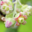  Black Currant Bud - Ribes nigrum