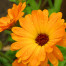 Calendula officinalis