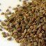 Celery Seed - Apium graveolens