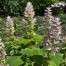 Clary Sage - Salvia sclarea