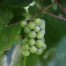 Cognac - Vitis vinifera