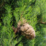 Cypress Leaf - Cupressus sempervirens