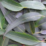 Eucalyptus -  Eucalyptus globulus