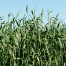 Hay - Foin coupe