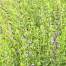 Hyssop - Hyssopus officinalis var. decumbens