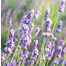 Lavender - Lavandula angustifolia