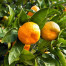 Mandarin - Citrus reticulata var. mandarin