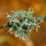 Oakmoss - Evernia prunastri