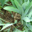 Orris Root - Iris pallida