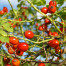 Rose Hip - Rosa canina