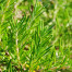 Rosemary - Rosmarinus officinalis