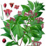 Sandalwood - Santalum astrocaledonicum