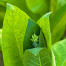 Tobacco - Nicotiana tabacum