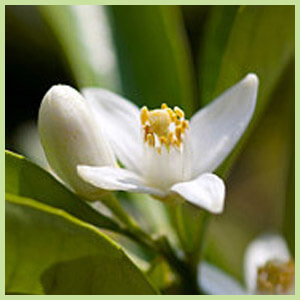 Narana & Neroli Fontana Svjetlosti