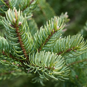 All Listings Balsam Fir Abies balsamea The balsam fir is a native evergreen well-adapted to the cold climates of the northern United States and Canada. Its symmetrical spire-like crown, shining dark green color and spicy fragrance have made it a favorite Christmas tree for hundreds of years.