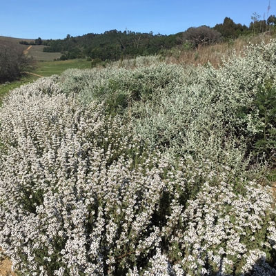 chamomile cape