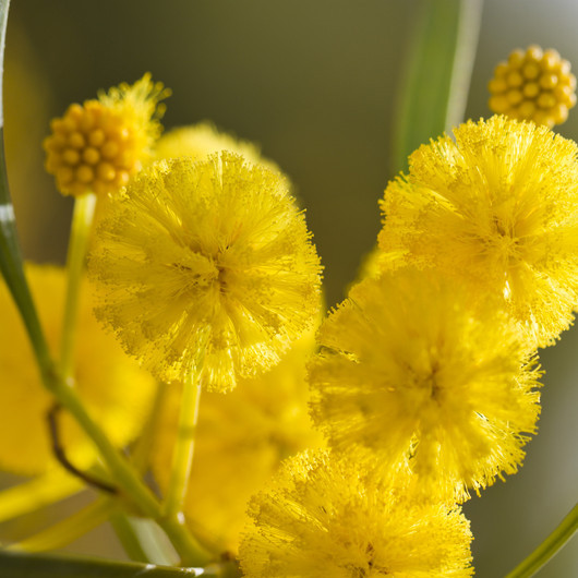 Cassie - Acacia farnesiana