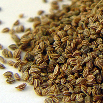 Celery Seed - Apium graveolens