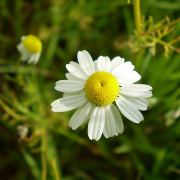 Aromatherapy - Chamomile Flower Essential Oil
