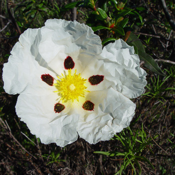 Cistus - Cistus ladaniferus