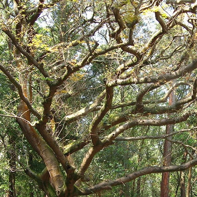 Copaiba balsam cheap
