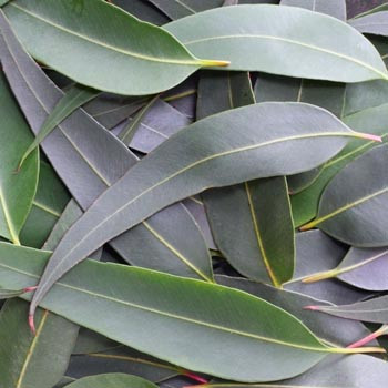 Eucalyptus - Eucalyptus radiata