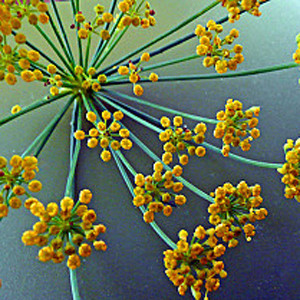 茴香 - Foeniculum vulgare