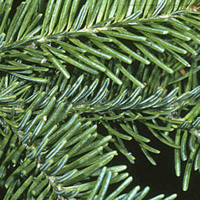 Fir Balsam - Abies balsamea