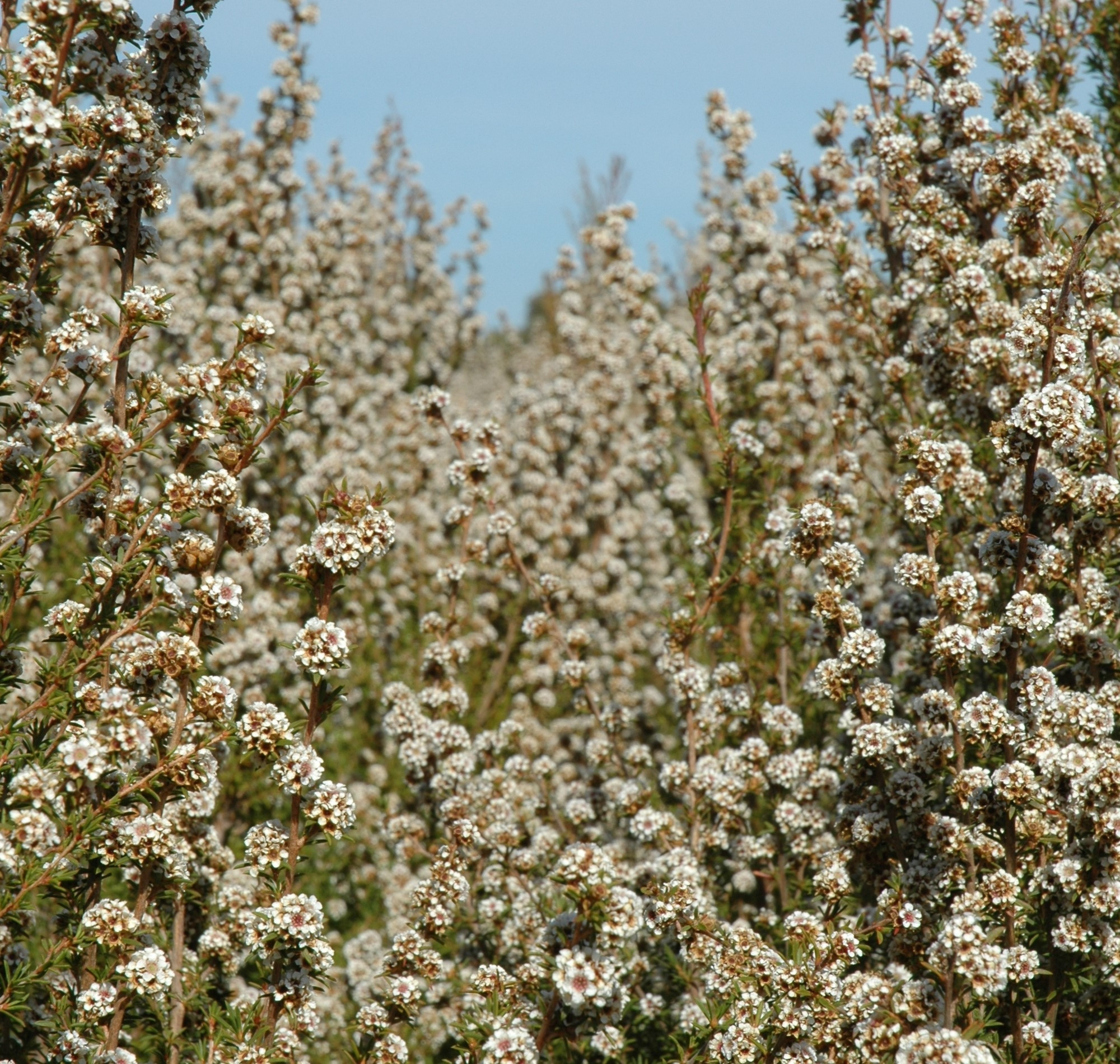 Fragonia sales