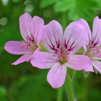 Geranium - Pelargonium roseum