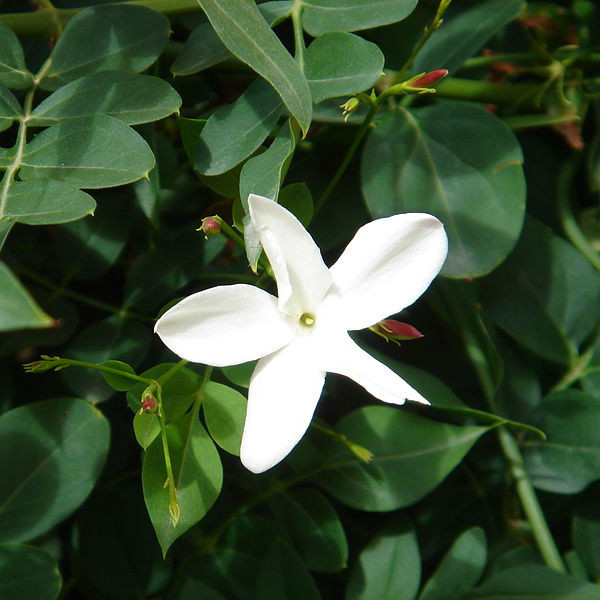 Jasmine - Jasminum grandiflorum