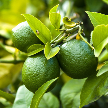 Lime - Citrus aurantifolia