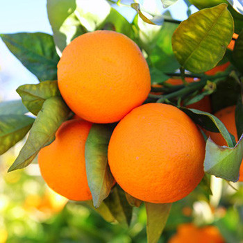 Orange - Citrus sinensis