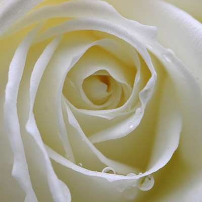 Rose otto hot sale