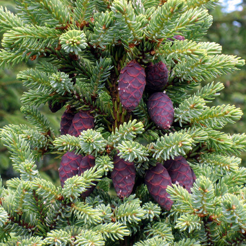Organic Black Spruce Essential Oil